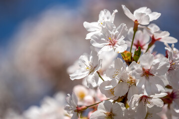 桜の花　春のイメージ