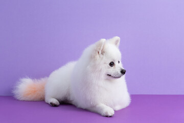 Fototapeta na wymiar White Pomeranian dog sitting among purple background. Cute little spitz. Place for text