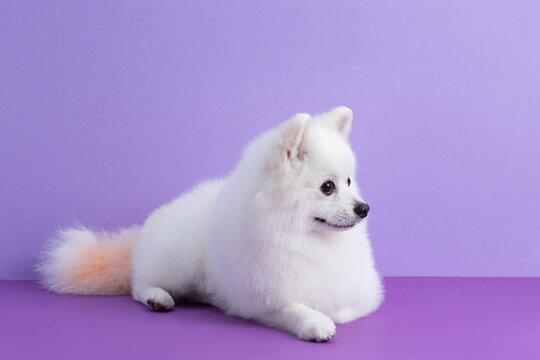 55 Best Mini Spitz Images Stock Photos Vectors Adobe Stock