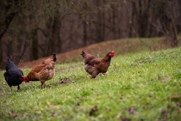 chickens and hens through the natural farm. poultry feeding on the grass. a group of domestic birds nibbling. barnyard fowl cluster