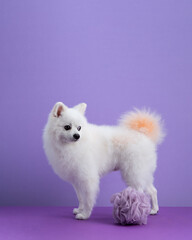 White Pomeranian dog sitting among purple background. Dog after bath. Cute little spitz and sponge. Grooming concept. Copy space