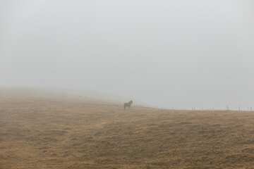 Fototapeta na wymiar Horses on a misty meadow