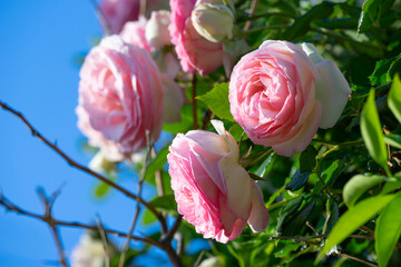 バラの花　屋外撮影