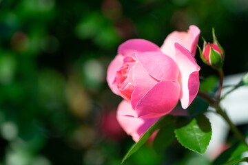 バラの花　屋外撮影