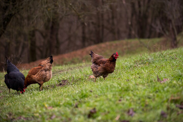 chickens and hens through the natural farm. poultry feeding on the grass. a group of domestic birds nibbling. barnyard fowl cluster