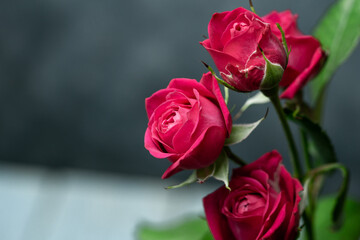 バラの花　スタジオ撮影