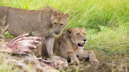 Lions feeding on a giraffe