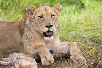 lion feeding on a giraffe
