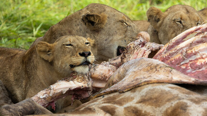 Pride of lions feeding on a giraffe
