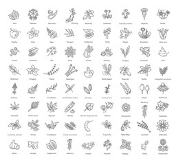 Condiment and herbs icons set. Outline set of condiment vector icons