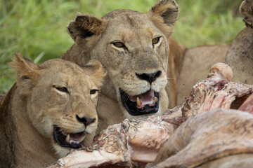 Pride of lions feeding on a giraffe