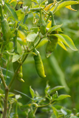 Green chili peppers growing on tree in the garden