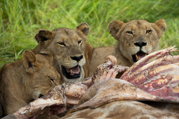 Pride of lions feeding on a giraffe