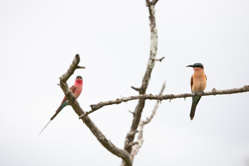 Southern carmine bee-eater