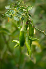 Green chili peppers growing on tree in the garden