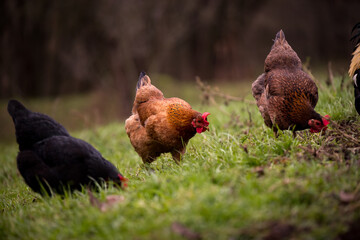 chickens and hens through the natural farm. poultry feeding on the grass. a group of domestic birds nibbling. barnyard fowl cluster