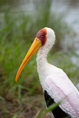 Yellow-billed stork