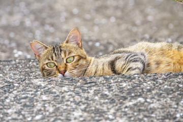 野良猫のポートレート