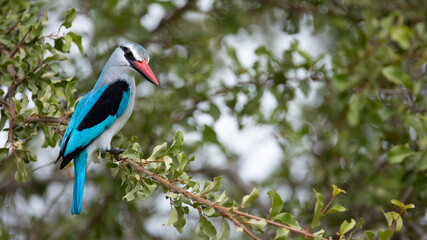 Woodlands kingfisher