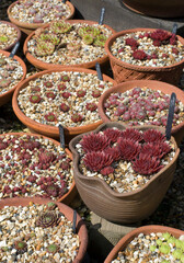 Flower pots 2