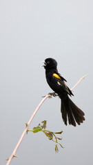 white-winged widowbird