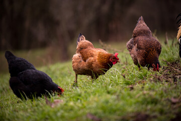 chickens and hens through the natural farm. poultry feeding on the grass. a group of domestic birds nibbling. barnyard fowl cluster