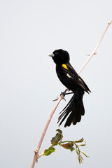 white-winged widowbird