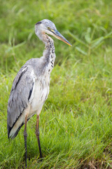 grey heron