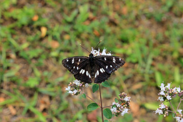 Beautiful black butterfly.