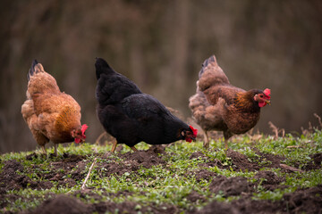 chickens and hens through the natural farm. poultry feeding on the grass. a group of domestic birds nibbling. barnyard fowl cluster