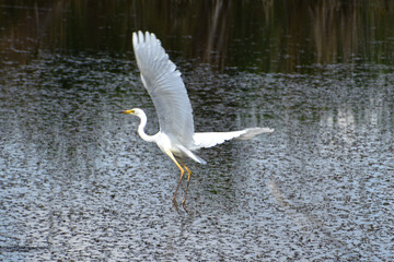 Ardea alba - Great egret - Egreta mare