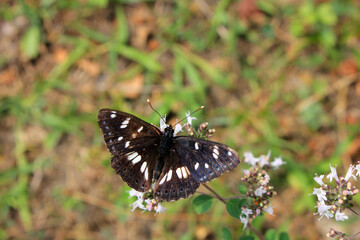 Beautiful black butterfly.