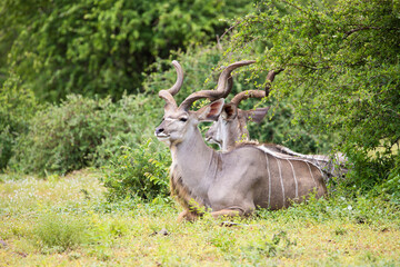 Kudu bulls relaxing