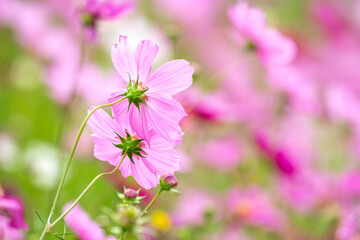 Obraz premium コスモス畑 秋のイメージ