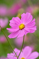 Obraz premium コスモス畑 秋のイメージ