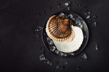 A big scallop on the black plate. Black background. Ice around. Top view. Right side. Close up.