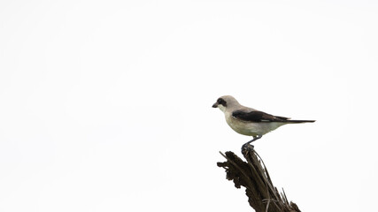 lesser grey shrike