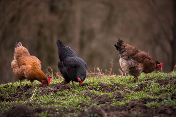chickens and hens through the natural farm. poultry feeding on the grass. a group of domestic birds nibbling. barnyard fowl cluster