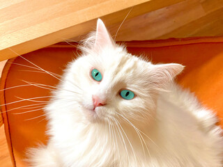 WEIßE KATZE MIT GRÜNEN AUGEN