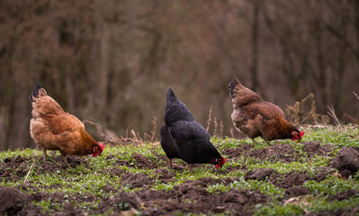 chickens and hens through the natural farm. poultry feeding on the grass. a group of domestic birds nibbling. barnyard fowl cluster