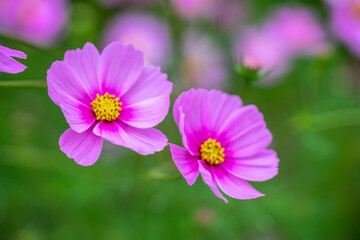 コスモス畑　秋のイメージ