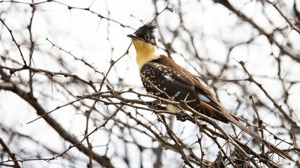 greater spotted cuckoo