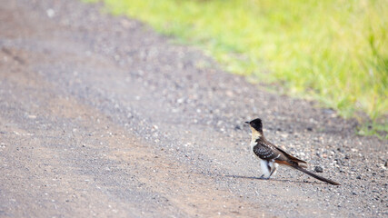 greater spotted cuckoo