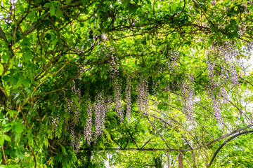 Blooming lilac Wisteria  (disambiguation) on trellis in a spring garden park. Spring landscape with flowering trees. Summer garden with flowering vines on arched pergolas.