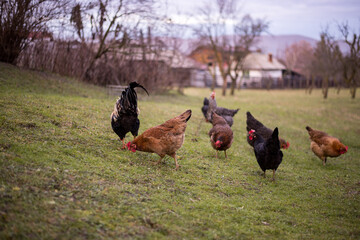 chickens and hens through the natural farm. poultry feeding on the grass. a group of domestic birds nibbling. barnyard fowl cluster