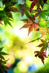 紅葉　秋のイメージ