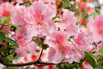 pink azalea flowers in garden