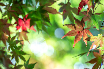 紅葉　秋のイメージ