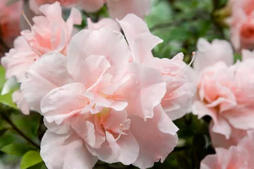 Fotobehang Azalea pink azalea flowers in garden  © Elena Umyskova