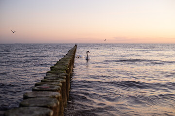 Obraz premium Küstensonnenuntergang Schwan Möwe